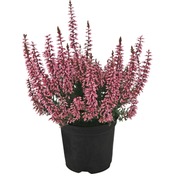Calluna Knospenblüher