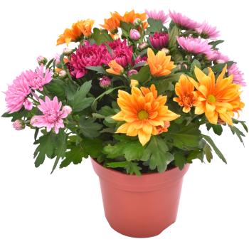 Chrysantheme