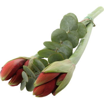 Amaryllis