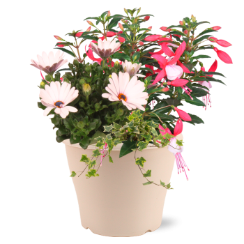 Beet und Balkonpflanzen