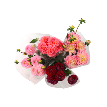 Dahlien