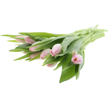 Tulpen