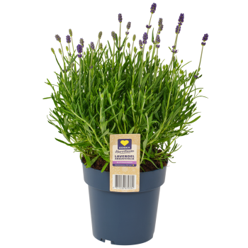 Lavendel