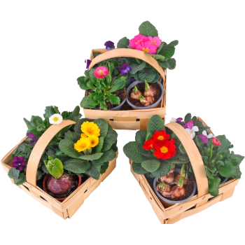 Frühlingsblüher-Mix