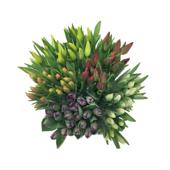 Herbsttulpen