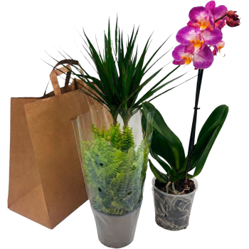 2 Grünpflanzen versch. Sorten und 1 Phalaenopsis-Orchidee