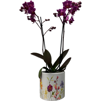 Orchidee