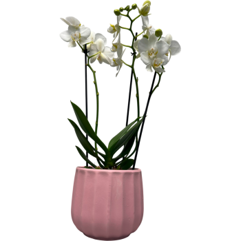 Orchidee
