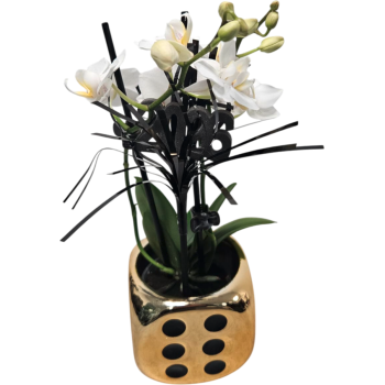 Mini-Orchideen im Glückswürfel mit Stecker