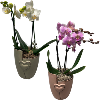 Orchidee