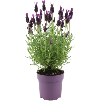 Lavendel