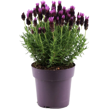 Lavendel