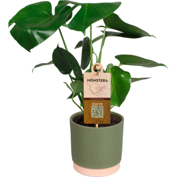 Grünpflanze Monstera