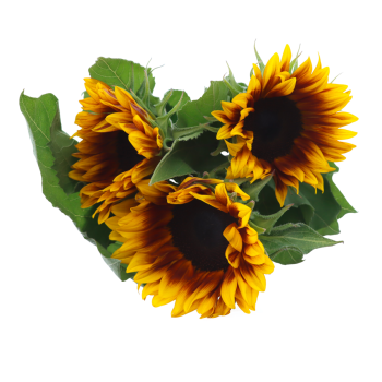 Sonnenblume