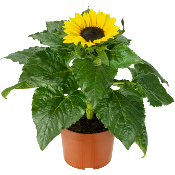 Sonnenblume