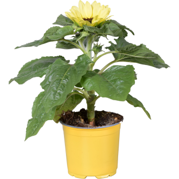 Sonnenblume