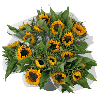 Sonnenblumen