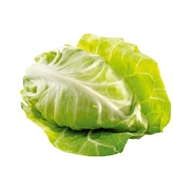 Spitzkohl