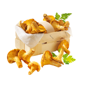 Pfifferlinge