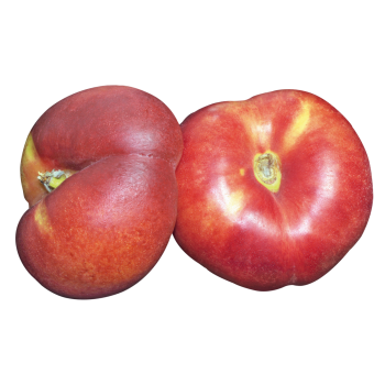 Spanien - Plattnektarinen