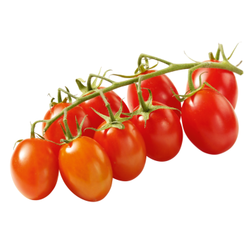 Mini-Roma-Rispentomaten
