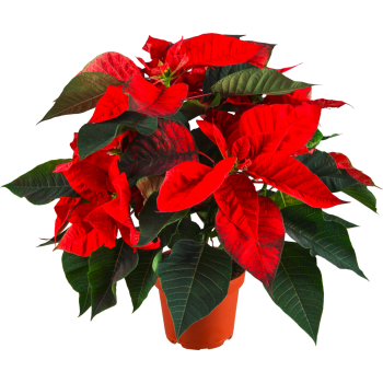 Weihnachtsstern-Busch